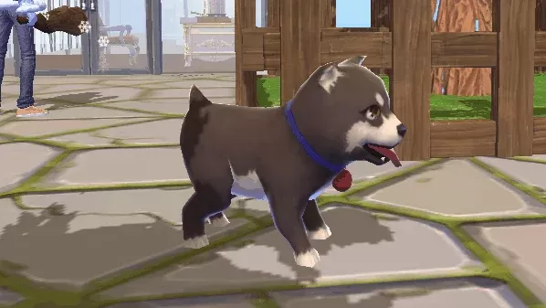 《创造与魔法》宠物狗快速升级与合成进阶攻略